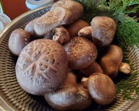 �p�[�e�B�[�C���[�W